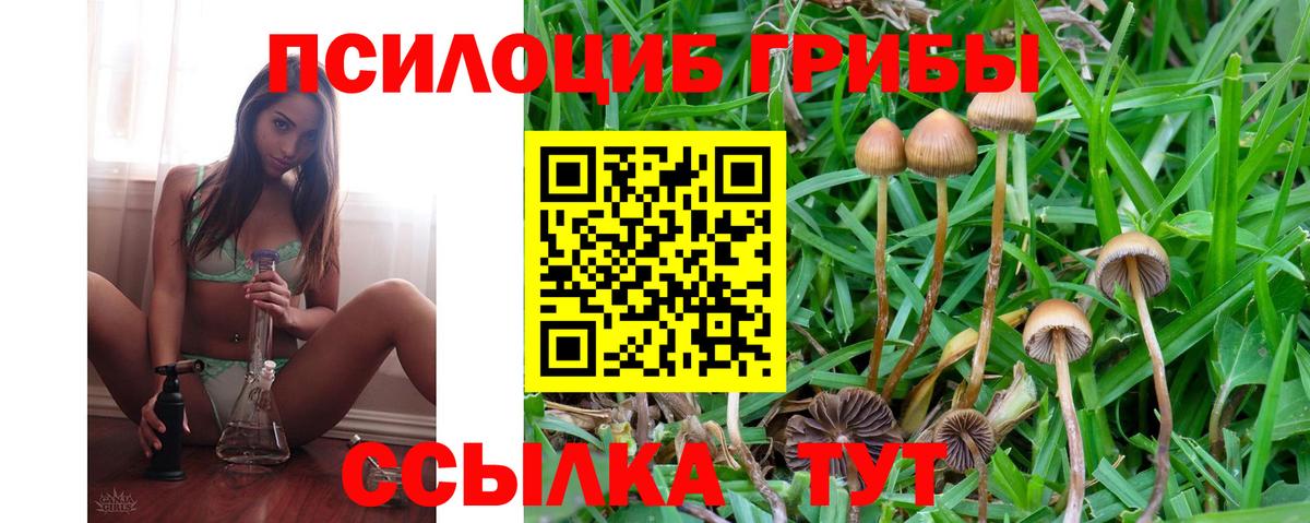 Галлюциногенные грибы Psilocybine cubensis Ковров